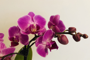 Порятунок Орхідеї: керівництво з догляду та реанімації